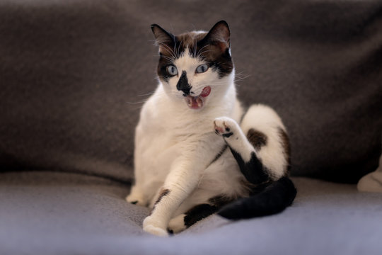 gato gordo blanco y negro sentado en el sofá, se rasca y se lame