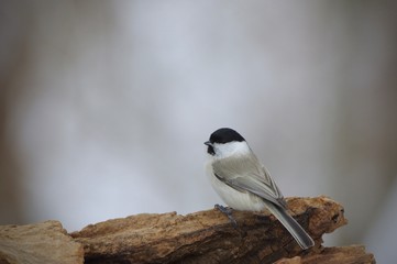 Willow Tit in forest, small songbird　森のコガラ