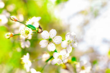 Closeup of cherry branch with white flowers and buds in early spring in a garden on a sunny clear day. Blossoming plants in springtime. Natural background with copy space.