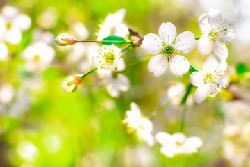 Closeup of cherry branch with white flowers and buds in early spring in a green garden on a sunny clear day. Blossoming plants in springtime. Natural background with copy space.