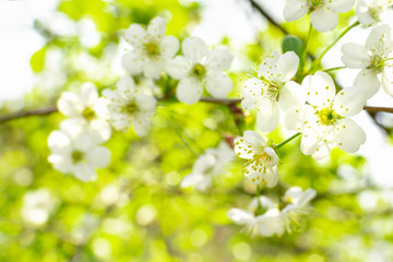 Closeup of cherry branch with white flowers in early spring in a green garden on a sunny clear day. Blossoming plants in springtime. Natural background with copy space.