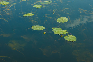 Leaves of Yellow Water-lily (Nuphar lutea) on the river