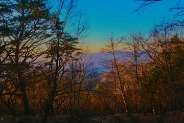 Obraz na płótnie Canvas 日の出の色の森