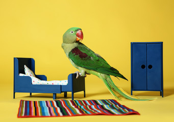 Beautiful Alexandrine Parakeet in toy bedroom on yellow background © New Africa