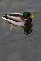 Duck sits in the snow. Mallard, lat. Anas platyrhynchos.