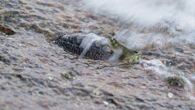 Mollusk Chiton - Rhyssoplax aereus (clavata, huttoni, suteri) and fish called Common Mudskipper Periophthalmus kalolo (koelreuteri, africanus, africana) feeding on the stones on the beach under waves