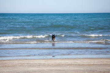 Fototapeta na wymiar cane che corre tra le onde