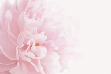 Pink peony in pastel delicate colors close up.