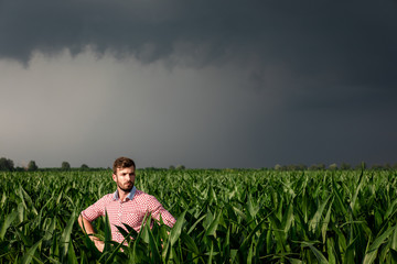 Naklejka na ściany i meble Farmer standing in corn field examining crop during bad weather.