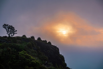 View of coastal cliff top with lonely puhutukawa tree in sunset light filtered through thick fog