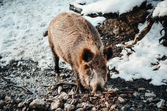 Wild pig - boar in winter snow environment.