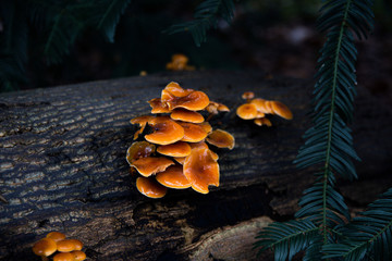 mushrooms in wet forrest 2