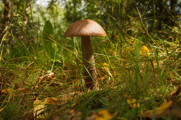 Edible mushroom brown cap boletus (Leccinum scabrum)
