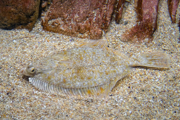 Flatfish - Pleuronectidae. Flat fish laying under the sand on the sea bottom, camouflage on the...