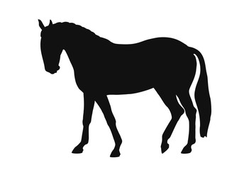 Silhouette of a horse breed lusitano side view