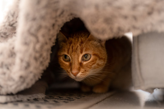 Gato atigrado escondido debajo de una manta, se prepara para atacar