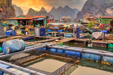 Fish farm at floating village in Halong Bay, near Cat Pa Island, Vietnam 
