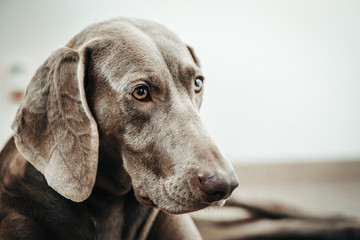 Weimar dog portrait on the gradient white background.