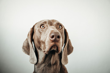 Weimar dog portrait on the gradient white background.