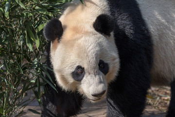 Fototapeta premium Portrait Photograph 