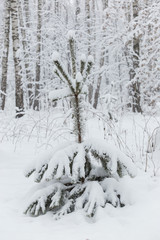 Obraz premium Trees covered with hoarfrost and snow in winter forest - Christmas snowy background