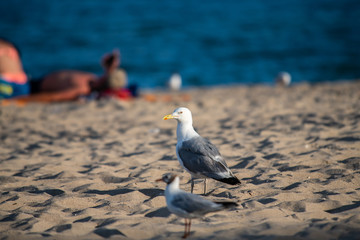 Nice big seagull on sea coast nature birds fauna summer vacation