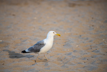Nice big seagull on sea coast nature birds fauna summer vacation