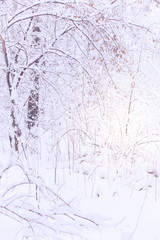 Trees covered with hoarfrost and snow in winter forest - Christmas snowy background