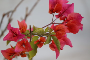 Beautiful Red flowers