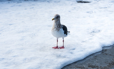 A seagull on the snow