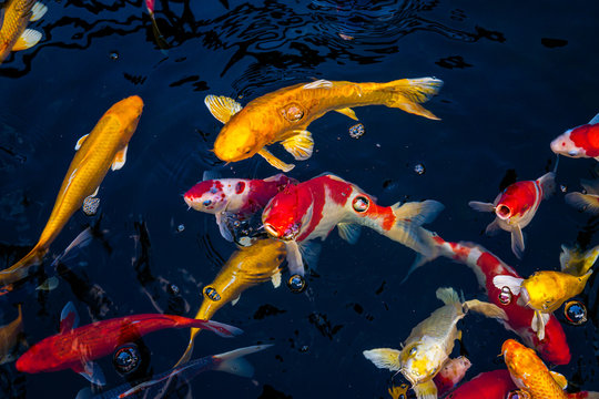 Japan Koi fish swimming in a water garden,fancy carp fish,koi fishes,Koi Fish swim in pond.Isolate background is black.Fancy Carp or Koi Fish are red,orange