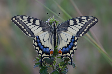 A large butterfly sits on a flower with wings spread.