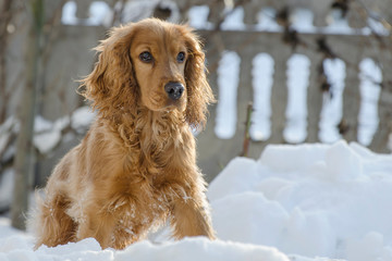 A young spaniel runs in the snow. Portrait of a brown dog.