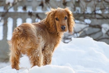 A young brown spaniel runs in the snow. Close-up portrait of a dog.
