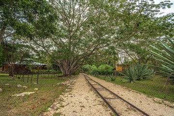 Tree and railway side