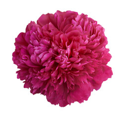 Beautiful peony flower on white background. Pink or red flower isolated.