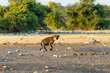 Tuinposter Gevlekte hyena& 39 s gaan naar waterput, Etosha National Park, Namibië, Afrika safari wildlife © ArtushFoto
