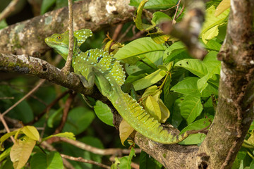 Stirnlappenbasilisk