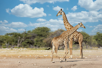 South African giraffe go to waterhole, Giraffa giraffa, at Etosha national park, Africa Namibia safari wildlife
