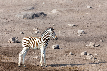 Fototapeta na wymiar Cute baby foal of zebra in Etosha game reserve, Namibia, Africa safari wildlife. Wild animal in the nature habitat