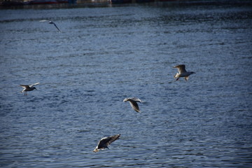 Birds Flying over River Nile/ beautiful view for Aswan Egypt and Nubian Egyptian culture. sailing boat sailing in the River Nile and harbor with birds and local houses on the 2 sides 
