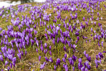 first spring crocuses in the spring