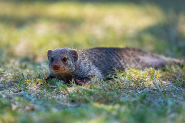 Banded mongoose, Mungos mungo, lying in grass, Etosha, Namibia, Africa, Safari wildlife