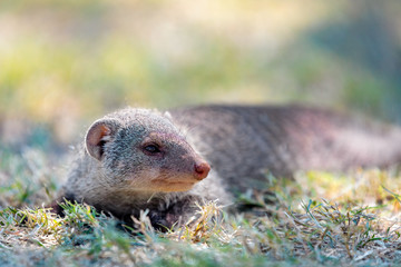 Banded mongoose, Mungos mungo, lying in grass, Etosha, Namibia, Africa, Safari wildlife