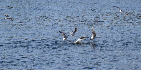 Birds Flying over River Nile/ beautiful view for Aswan Egypt and Nubian Egyptian culture. sailing boat sailing in the River Nile and harbor with birds and local houses on the 2 sides 