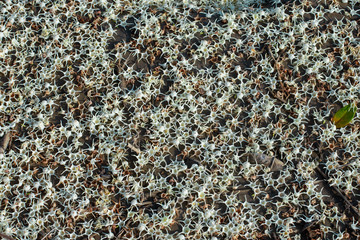 Dipterocarpaceae White flowers falling on the ground.