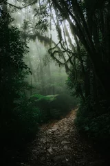 Abwaschbare Fototapete Schwarz Itupava Path Trail im Atlantischen Regenwald von Quatro Barras