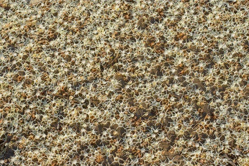 Dipterocarpaceae White flowers falling on the ground.