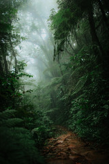 Trilha Caminho do Itupava em Quatro Barras Mata atl&acirc;ntica