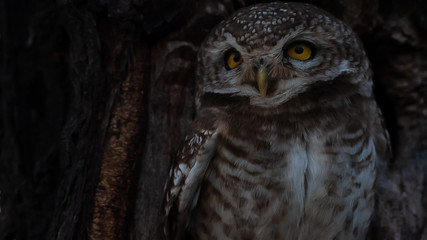 Spotted Owlet